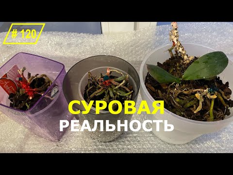Видео: #120 Неприглядная правда! Что произойдет, если оставить орхидеи на холоде?