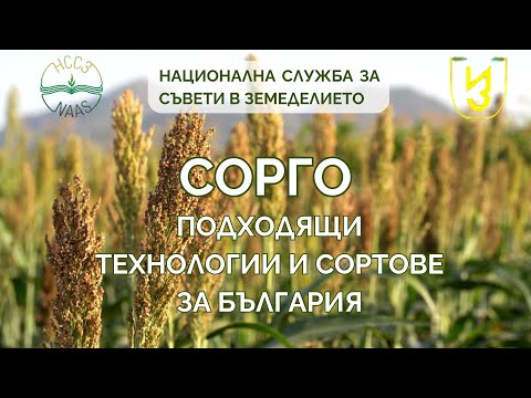 Видео: Подходящи технологии и сортове сорго за България