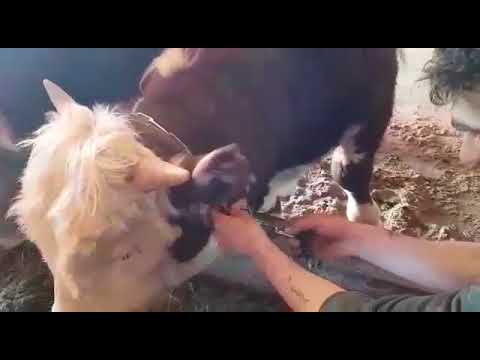 Видео: Как привязываем бычков на цепь