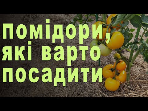 Видео: ТОП-ЛИСТ ТОМАТІВ, які варто посадити. Огляд насіння сортів (гібридів) помідорів 2025