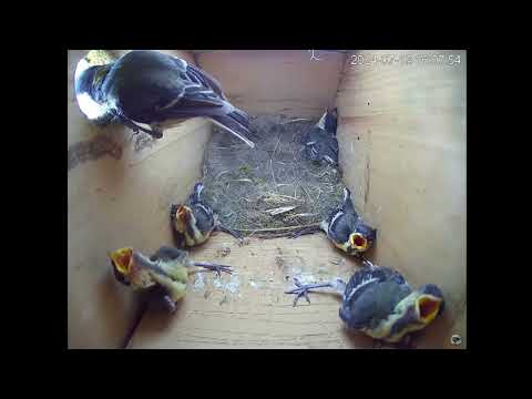 Видео: Еще один визит воробья к синицам 🐦😕 - Венгрия