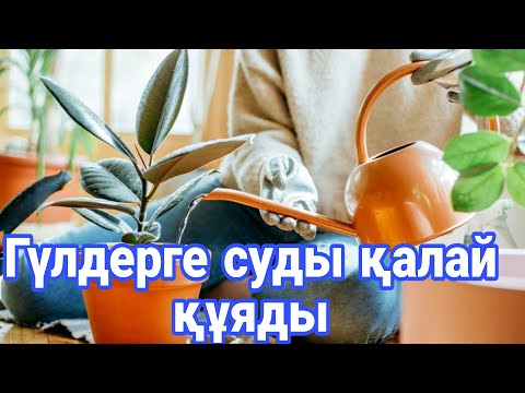 Видео: Үй гүлдеріне дұрыс су құю. Гүлдерге суды қалай құяды. Гүлдер әлемі. Үй гүлдері күтімі