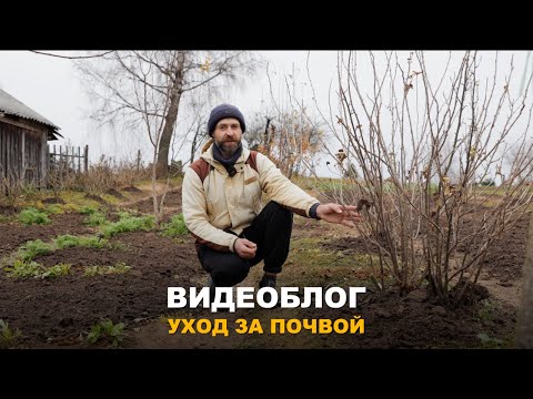 Видео: ВИДЕОБЛОГ: МУЛЬЧИРОВАНИЕ ГОЛУБИКИ. Осенние работы в саду и огороде по уходу за почвой.