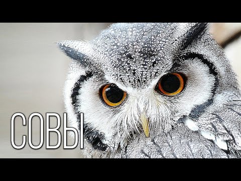 Видео: Совы: Летающие "кошки" | Интересные факты про сов