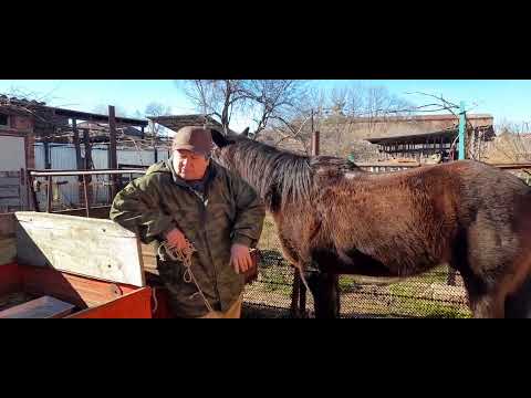 Видео: оказание помощи коню при коликах.