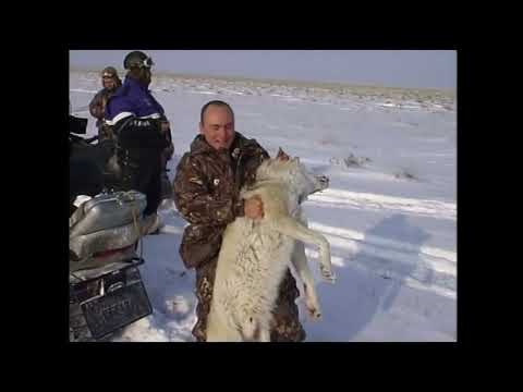 Видео: Охота на волка Арлана в Казахстане архив 2004 год