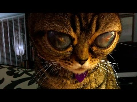 Видео: 10 необычных кошек, в существование которых сложно поверить