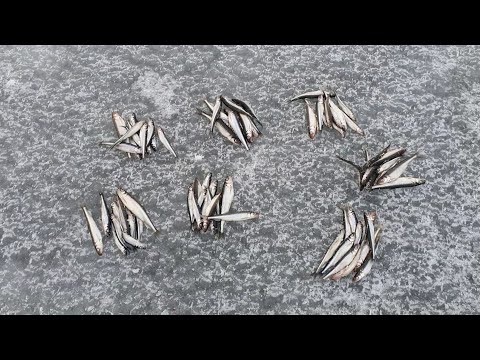 Видео: мобильная ловля корюшки. Комарово 31.01.24.