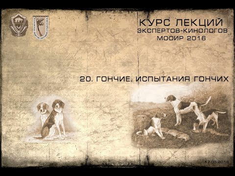 Видео: Лекция 20. Гончие. Испытания гончих. (Курсы экспертов-кинологов МООиР 2016)