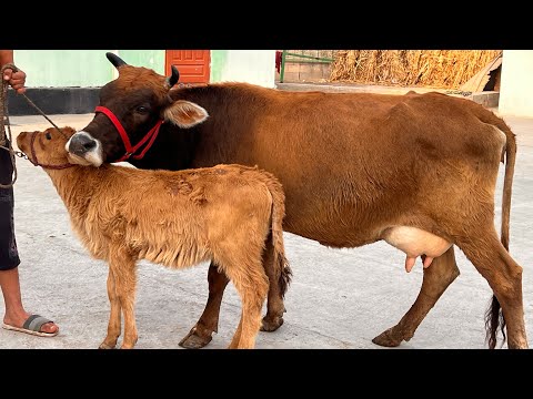 Видео: ДУ САР ГОВИ ГУСАЛАДОРИ ФУРУШИ ТЛ 011 87 95 95 НАВОРИ ТОЗА 28 октября 2025 г.