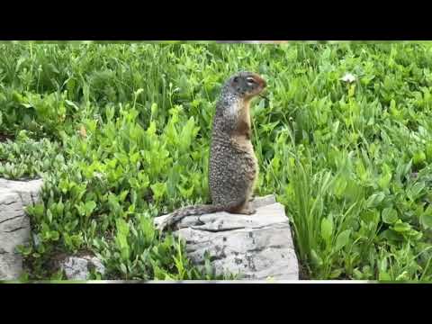 Видео: ЭТО ОДНО ИЗ САМЫХ КРАСИВЫХ МЕСТ В АМЕРИКЕ/УСТАЛИ НО ЭТО ТОГО СТОИЛО#тревелвлог #жизньвсша 