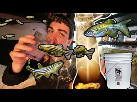 Видео: Выращиваем более 100 мальков леопардовых и зебровых данио в ведре 🌟 ПЛЮС: Осваиваем уксусных угре...