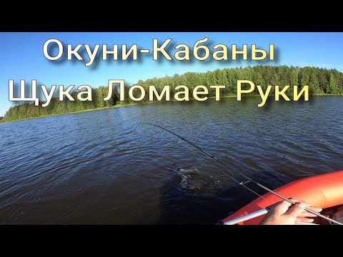 Видео: Окуни Кабаны  Щука Ломает руки Рыбалка на Лёгкие Снасти