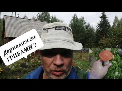 Видео: Дача / Лес/ Грибы / Брусника