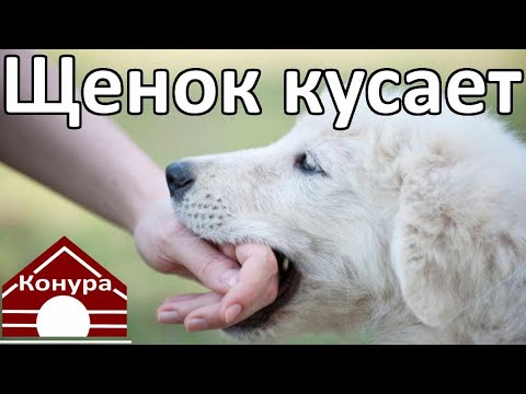 Видео: Щенок кусается/ как  спастись / агрессивный щенок