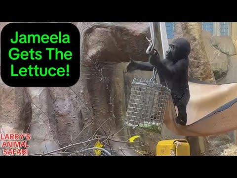 Видео: Детеныш гориллы - Лазание по Джамиле и Кунде (#12) #clevelandmetroparkszoo