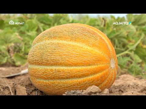 Видео: Аграрлы Қазақстан: Бөкей ордасы ауданы
