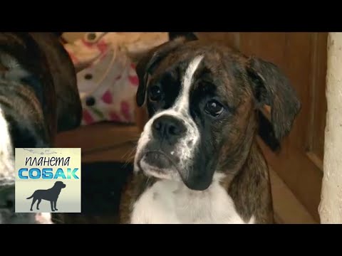 Видео: Боксер. Планета собак спешит на помощь 🌏 Моя Планета