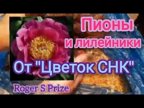 Видео: Пионы-24 и лилейники от Цветок СНК (Ворошиловой Анны Борисовны) Распаковка