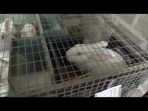 Видео: дозированое кормление кроликов.