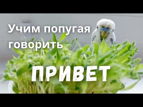 Видео: Учим попугая говорить "Привет"