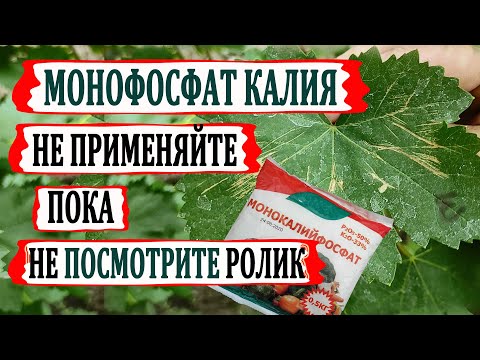 Видео: 🍇Не применяйте МОНОФОСФАТ КАЛИЯ на винограде пока не посмотрите этот ролик/Как МФК искореняет милдью