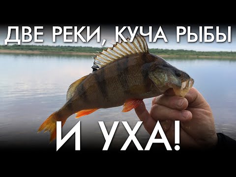 Видео: ДВЕ РЕКИ, КУЧА РЫБЫ И УХА!
