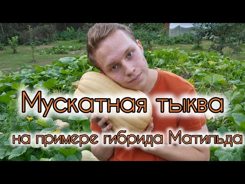 Видео: МУСКАТНАЯ ТЫКВА - ЭТО ПРОСТО! ГИБРИД МАТИЛЬДА В СРЕДНЕЙ ПОЛОСЕ