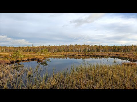 Видео: 2024-09-28_Нурма-13км