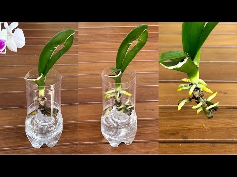 Видео: Секрет быстрого возрождения орхидеи с помощью корней и молодых листьев очень прост