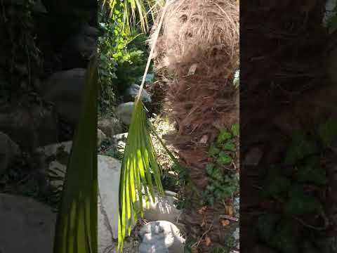 Видео: Рейки 3 ступень. МАСТЕР РЕЙКИ . Отличие Рейки. 3 и Рейки 3 а . РИТУАЛ  ИНИЦИАЦИИ