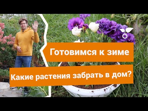 Видео: Какие растения забрать домой осенью, чтобы продлить им жизнь?