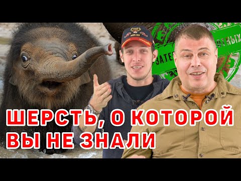 Видео: Зачем животным нужна шерсть?