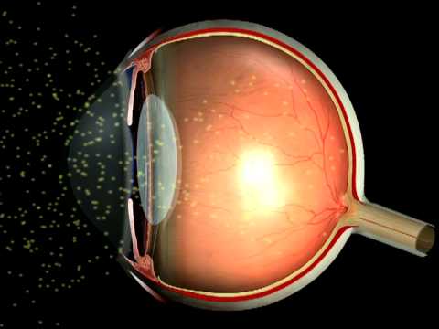 Видео: Принцип работы зрения