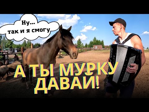 Видео: Трогательная реакция животных на звуки баяна. Андрей Кир дал концерт на зооферме.