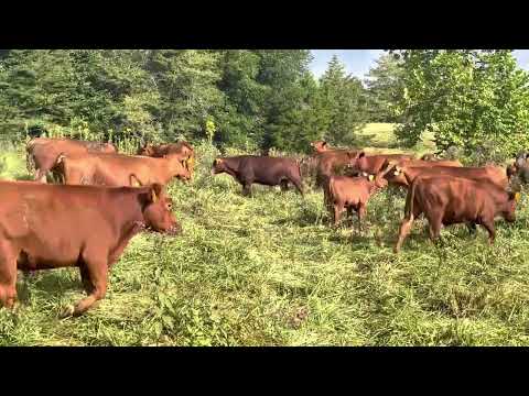 Видео: Когда нужно чистить пастбище?