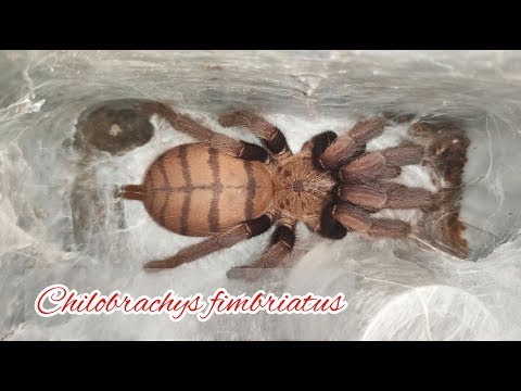 Видео: Пауки птицееды дома. Выгрызаем кокон. Сhilobrachys fimbriatus