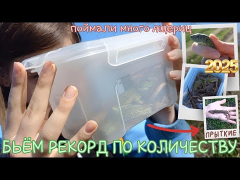 Видео: БЬЁМ РЕКОРДЫ по КОЛИЧЕСТВУ пойманных / Экстремальная ловля ящериц