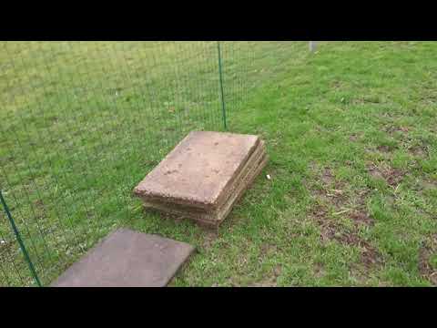 Видео: Будет новая голубятня. 02.01.2022