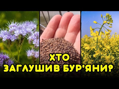 Видео: ФАЦЕЛІЯ ЧИ ГІРЧИЦЯ? Хто заглушив бур'яни та покращів землю? Посіяла поруч і з'ясувала, що краще