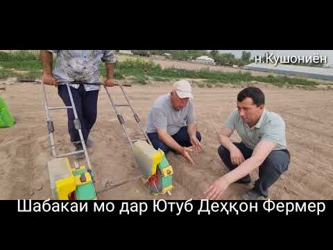Видео: Кишти пумбадона дар н.Кушониён ( Пахта )