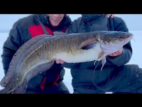 Видео: ОГРОМНЫЙ Налим на АРМАТУРУ ч.2! Зимняя рыбалка на Онежскую  ТРЕСКУ! Поймай на меня если сможешь