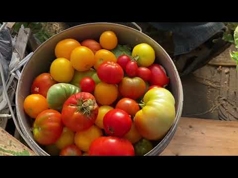 Видео: 02-09-2022 Огород-Собираем урожай/Первая Малина!👍😊