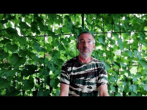 Видео: Вино из красной смородины. 2 этап.