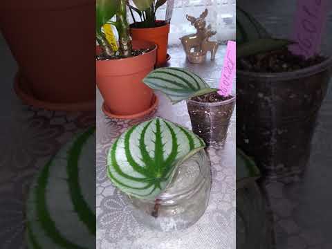 Видео: 🌱Укоренение пеперомии арбузной. 🌵Мой опыт
