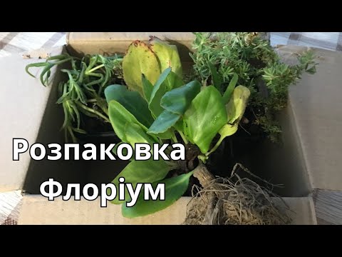 Видео: Розпаковка Флоріум.