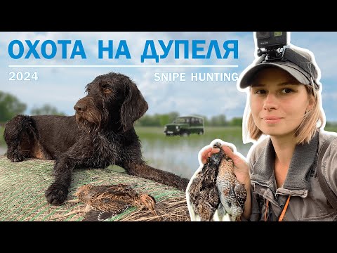 Видео: Охота на дупеля 2024 / Snipe hunting