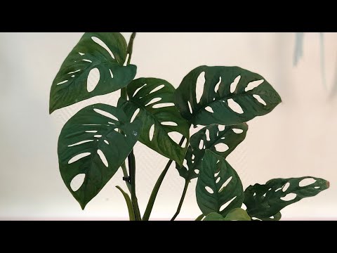 Видео: Монстера  Экспилата, без подхода спецслужб не разобраться:)