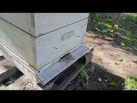 Видео: Провёл третью обработку пасеки маслом полыни Таврической.Осенний взяток продолжается.