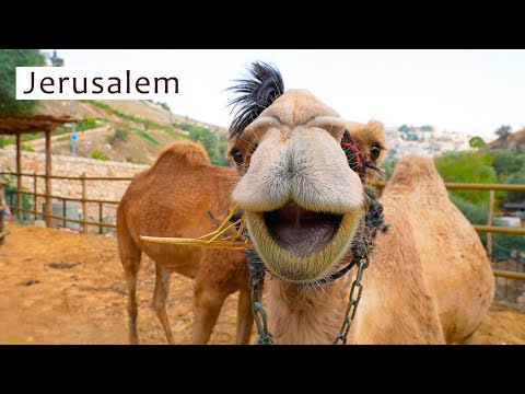 Видео: Священный город Иерусалим: долина Еннома, гора Сион, Старый город.